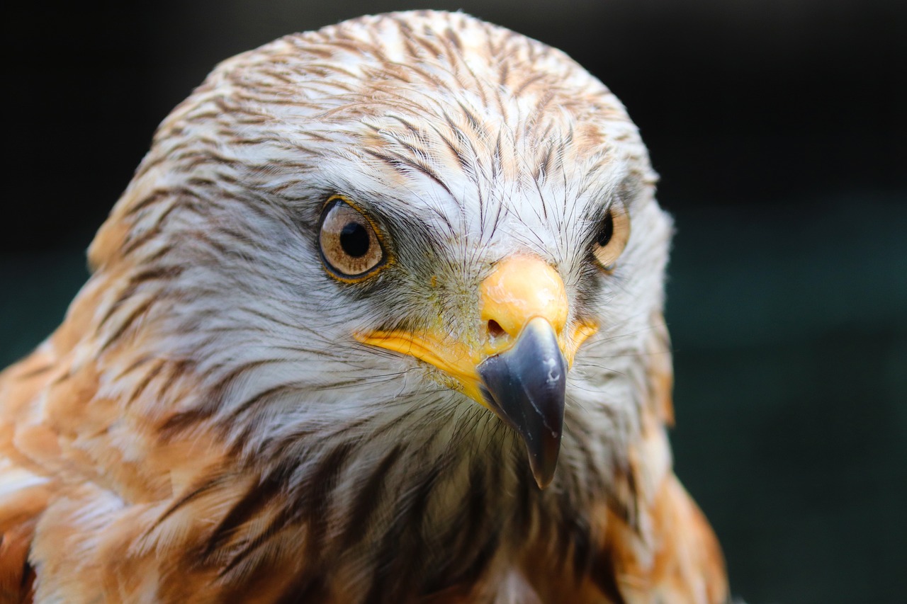 The Role of Therapy Pets in Schools